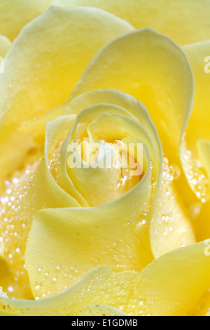 Nahaufnahme von eine gelbe rose mit Wassertropfen Stockfoto