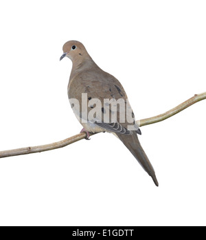 Mourning Dove - Zenaida macroura Stockfoto