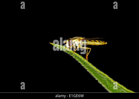 Lange Hoverfly - Sphaerophoria Scripta - weiblich Stockfoto