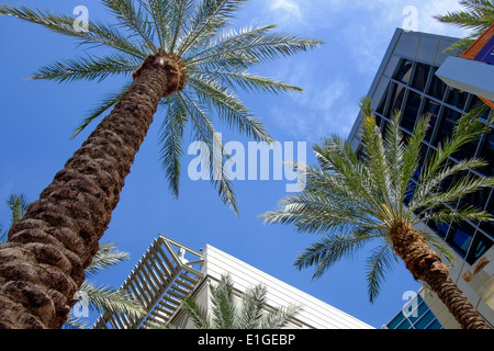 Palmen vor dem Convention Center in Phoenix, Arizona, USA. Stockfoto