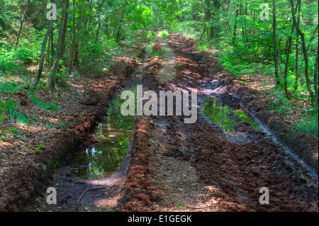 Schlammigen Pfad mit Pfützen und Tiefe Reifen Spuren im Wald Stockfoto