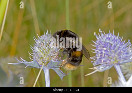 Buff-tailed Bumblebee - Bombus Terrestris - Königin, dunkle Gestalt. Stockfoto