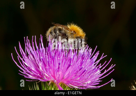 Gemeinsamen Carder Bee - Bombus Pascuorum auf Kratzdistel. Stockfoto