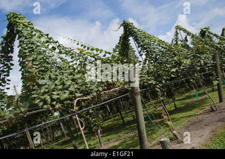 Kiwifrucht wächst in Neuseeland Stockfoto