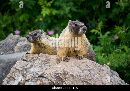 Zwei Feigen Murmeltiere auf einem Felsen im Bereich Okanagan British Columbia Kanada. Marmota flaviventris Stockfoto