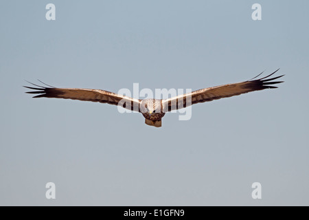 Marsh Harrier - Circus Aeruginosus - unreife männlich Stockfoto