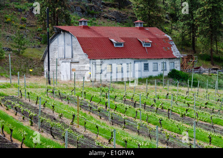 Rot überdachten Hof Ranch Aufbau durch die Weinberge sehen Ya später Ranch Weingut in Okanagan Falls, British Columbia, Kanada Stockfoto