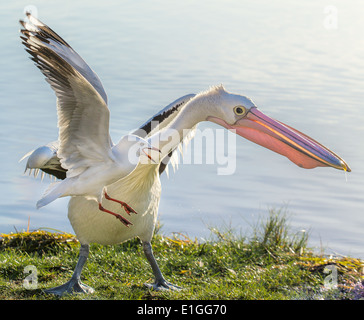 Pelikan und Möwe kämpfen für Essen Stockfoto