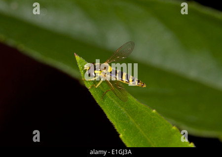 Lange Hoverfly - Sphaerophoria Scripta - weiblich Stockfoto