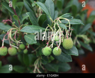 Arbutus Madrid Erdbeerbaum mit reifen Früchten Stockfoto