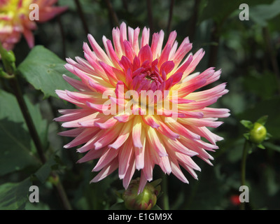 Dahlie 'Karma Sangria"Nahaufnahme Blume Stockfoto