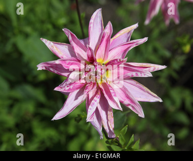 Dahlie 'rosa Giraffe"Nahaufnahme Blume Stockfoto