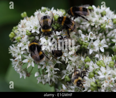 Bombus Lucorum tailed Buff Hummeln nehmen Nektar aus Stockfoto