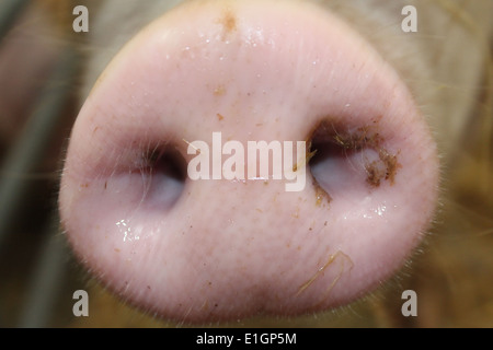 Schuss von einer schmutzigen Schweine Schnauze hautnah Stockfoto