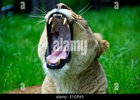 Ein weiblicher Löwe, der mit weit geöffnetem Mund gähnt und die Zähne in einem Safaripark in Knowsley, Großbritannien, zeigt Stockfoto