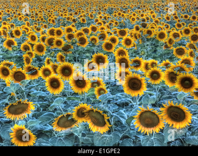 Ein Feld voller Sonnenblumen in voller Blüte, in das zurückgeht Die Entfernung Stockfoto