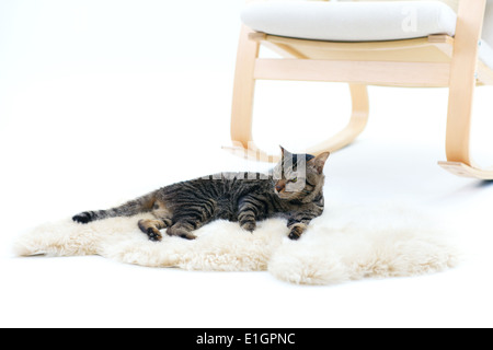 Grau gestreifte Katze liegend Fell Teppich Stockfoto