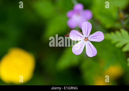 Geranium Robertianum - Kraut Robert Nahaufnahme Stockfoto