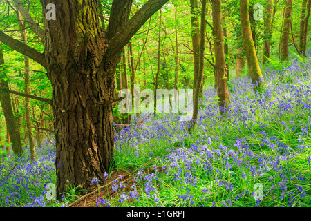 Frühling in einem schönen Glockenblumen Woods Cornwall England UK Europa Stockfoto