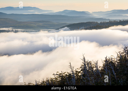 Morgendämmerung auf die Waratah Lookout Hartz Mountains National Park, Tasmanien, Australien Stockfoto