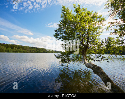 Einsamer Baum wächst vom Land und über dem See an schönen Sommertag in Finnland. Stockfoto