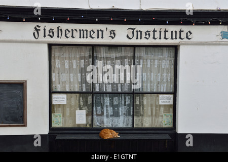 Eine Ingwer Tom Katze schläft auf dem Fenstersims außerhalb der Fischer Institut, alle Heiligen Straße, Altstadt, Hastings, Sussex Stockfoto