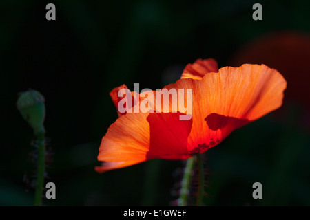 Rote Mohnblumen auf dunklem Hintergrund Stockfoto