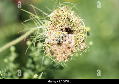 Queen Annes Lace geschlossen und am Ende des Sommers, auch bekannt als Wilde Möhre seeding. Stockfoto