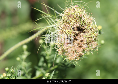 Queen Annes Lace geschlossen und am Ende des Sommers, auch bekannt als Wilde Möhre seeding. Stockfoto