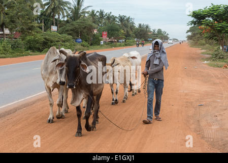 Kühe, auf der Straße . Menschen pendeln, auf Fahrrädern auf einer staubigen Straße, in Kambodscha, LKW, Stockfoto