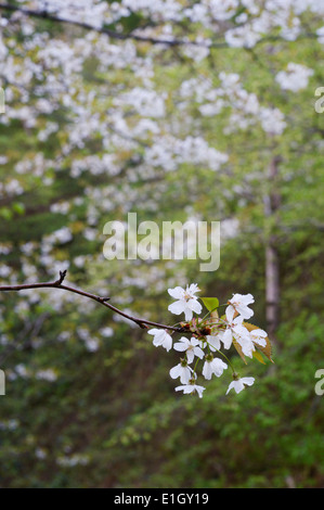 Prunus Avium, Wildkirsche oder Gean blühen in gemäßigten Laubwald, Wales, UK Stockfoto