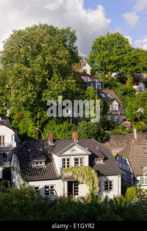 Blühende Wisteria (Wisteria Alba) im Treppenviertel, Hamburg-Blankenese, Deutschland Stockfoto