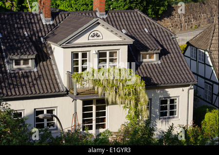 Blühende Wisteria (Wisteria Alba) im Treppenviertel, Hamburg-Blankenese, Deutschland Stockfoto