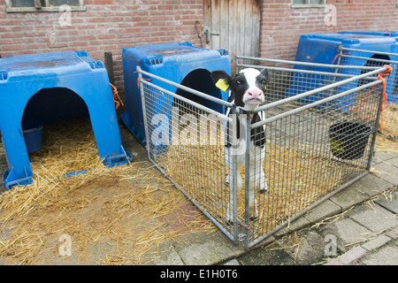 Jungen Kalb im Käfig auf dem Bauernhof Stockfoto