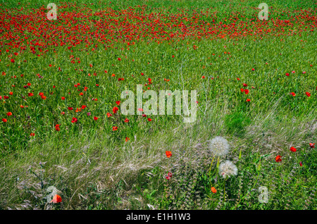 Rote Mohnblumen wächst im grünen Kornfeld, Mohn, Gedenken Stockfoto