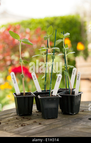 Sonnenblume Jungpflanzen auf Gartentisch Stockfoto