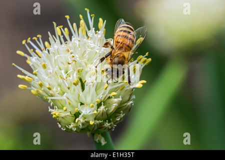 Westliche Honigbiene / Europäische Honigbiene (Apis Mellifera) sammeln Nektar von Blume Stockfoto