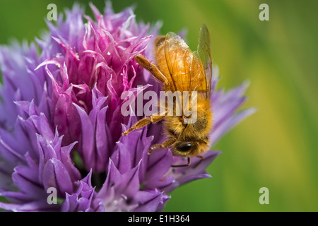 Italienische Cordovan Biene (Apis Mellifera Ligustica), Unterart der westlichen Honigbienen (Apis Mellifera) sammeln Nektar Stockfoto