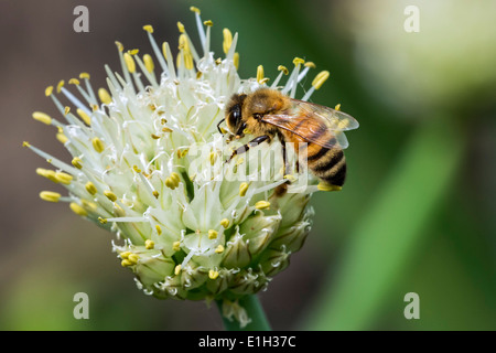 Westliche Honigbiene / Europäische Honigbiene (Apis Mellifera) sammeln Nektar von Blume Stockfoto