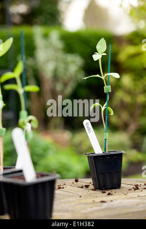 Sonnenblume Jungpflanzen auf Gartentisch Stockfoto