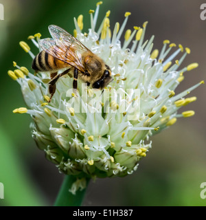 Westliche Honigbiene / Europäische Honigbiene (Apis Mellifera) sammeln Nektar von Blume Stockfoto