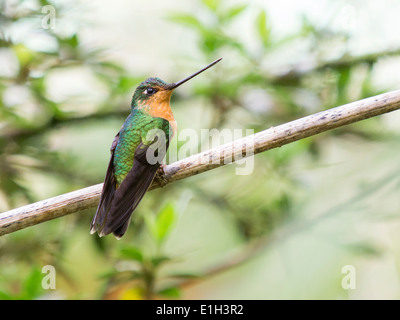 White-tailed Starfrontlet, Coeligena Phalerata, Minca, Magdalena, Kolumbien Stockfoto