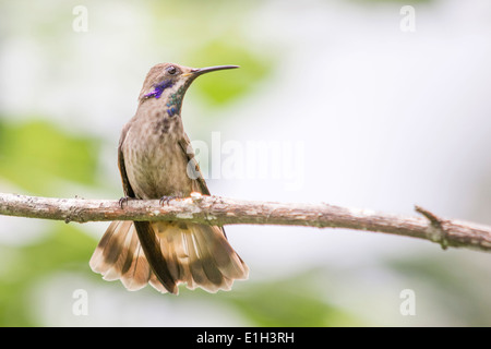 Funkelnde Violetear, Colibri Coruscans, Minca, Magdalena, Kolumbien Stockfoto