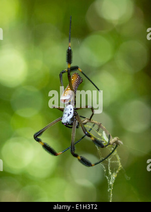 Golden Silk Orb-Weaver, Nephila sp, Parque Tayrona, Magdalena, Kolumbien Stockfoto