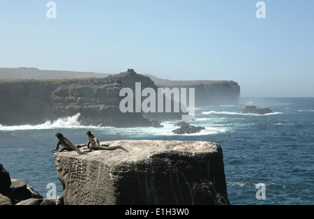 Marine Iguana (Amblyrhynchus Cristatus), Galapagos-Inseln, Ecuador Stockfoto