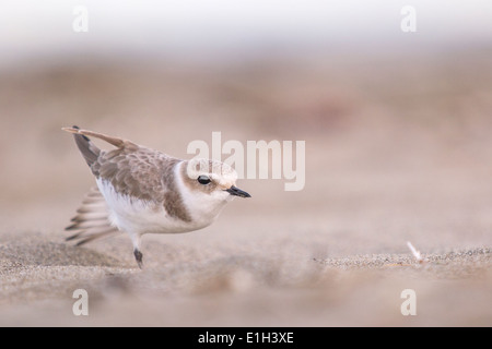 Charadrius Alexandrinus, Seeregenpfeifer, Seeregenpfeifer, stretching, San Francisco, Kalifornien, USA Stockfoto