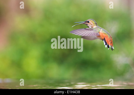 Allens Kolibri (Selasphorus Sasin) im Flug, San Francisco, Kalifornien, USA Stockfoto