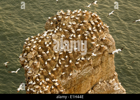 Basstölpel auf Felsen, Bempton, Yorkshire, England Stockfoto