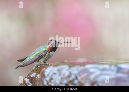 Kolibri Annas, Calypte Anna, San Francisco, Kalifornien, USA Stockfoto