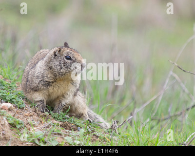 Otospermophilus Beecheyi, Kalifornien Grundeichhörnchen, Berkeley, Kalifornien, USA Stockfoto